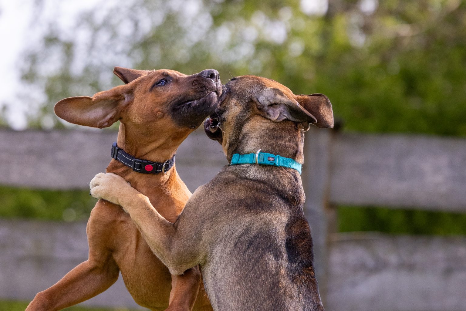 Zwei Hunde spielen miteinander auf dem Hundeplatz